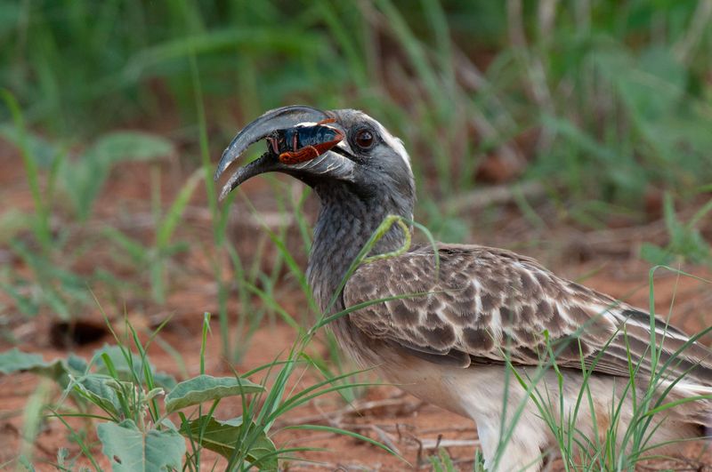 Hornbill,African Grey