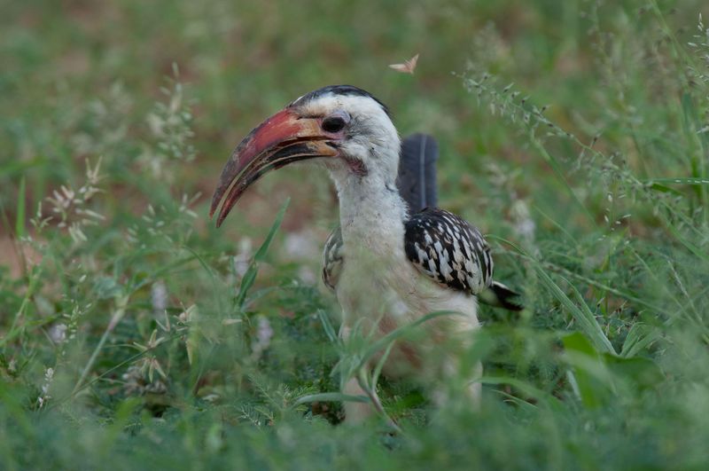 Northern Red-billed Hornbill    Kenya