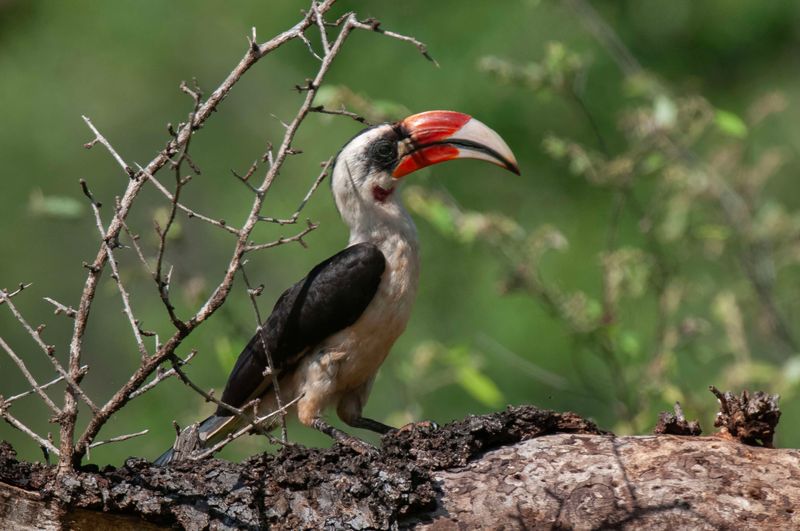 Von Der Decken's Hornbill     Kenya