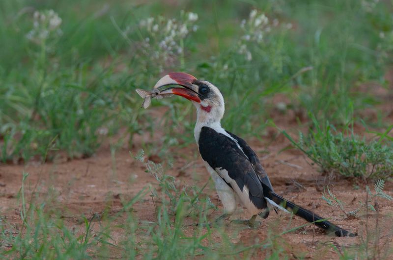 Von Der Decken's Hornbill     Kenya