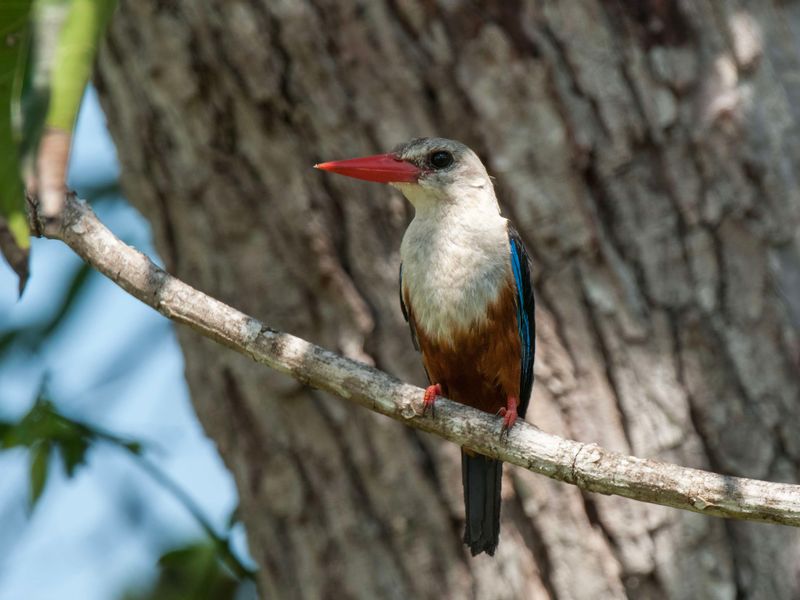 Grey-headed Kingfisher     Kenya