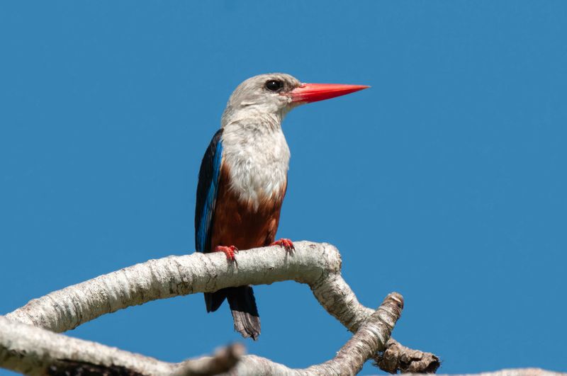 Grey-headed Kingfisher     Kenya