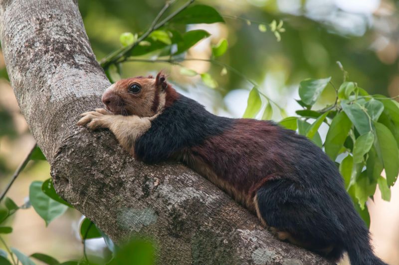 Malabar Giant Squirrel   Kerala,India