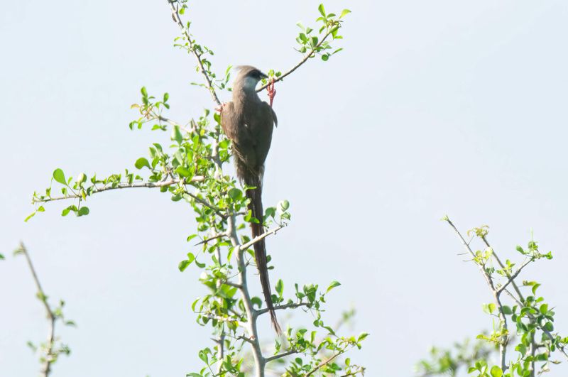 Blue-naped Mousebird   Kenya