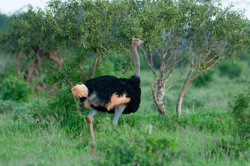 Somali Ostrich.   Kenya