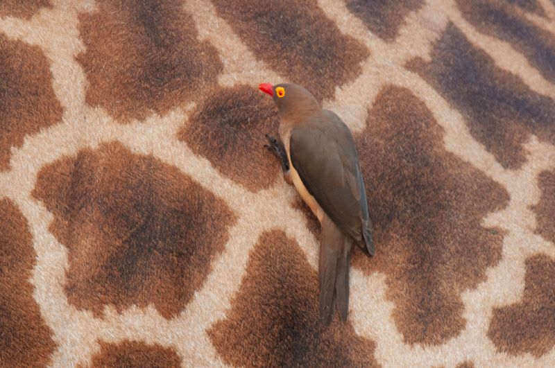Red-billed Oxpecker.  Kenya