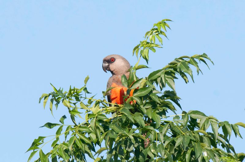 Parrot,African Orange Bellied 