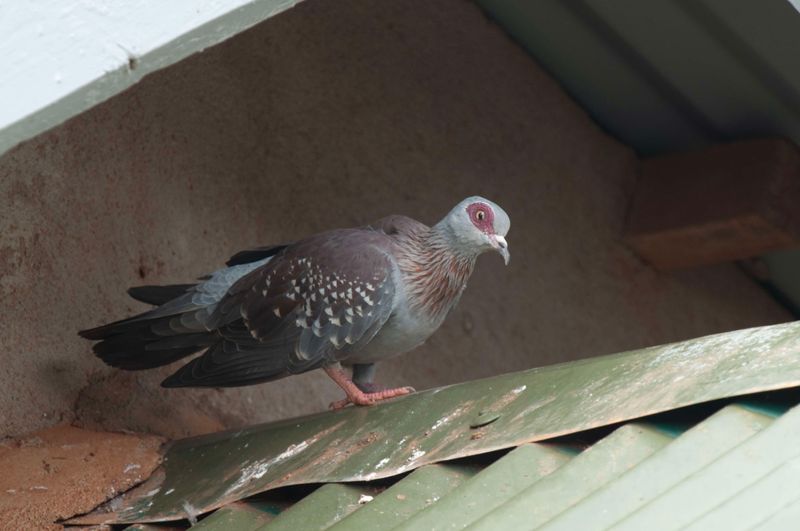 Speckled Pigeon Kenya