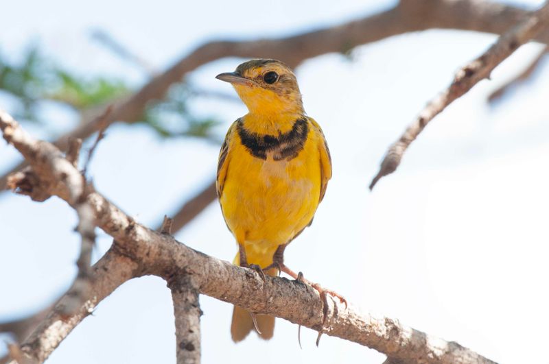 Golden Pipit. Kenya