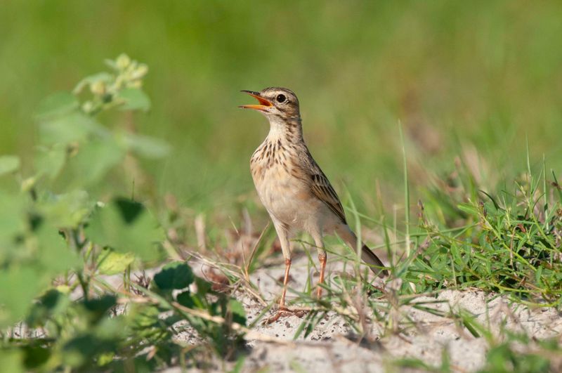 African Pipit.   Kenya