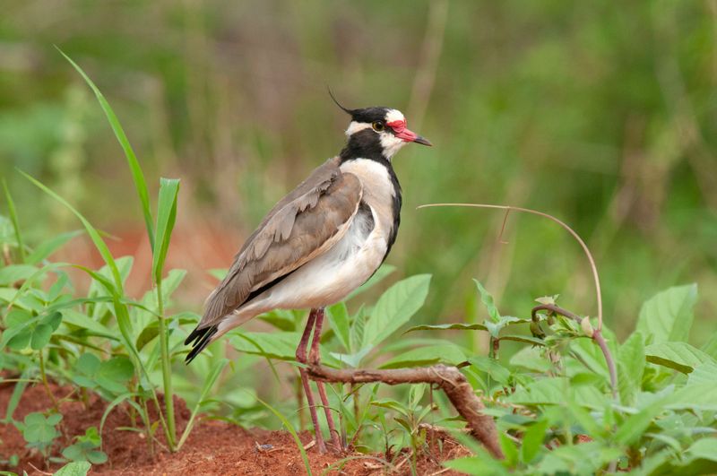 Black Headed Plover Kenya