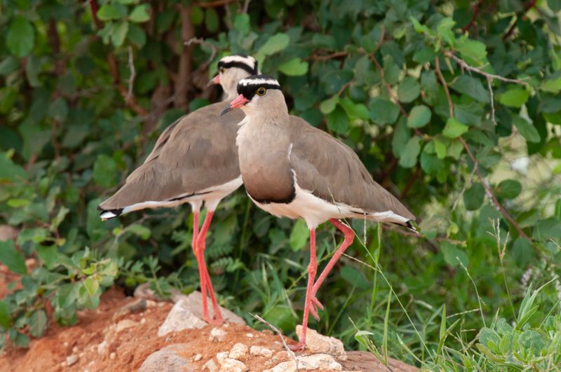 Crowned Plover.     Kenya