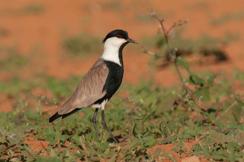 Spur Winged Plover. Kenya