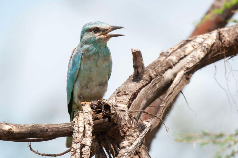 European Roller. Kenya
