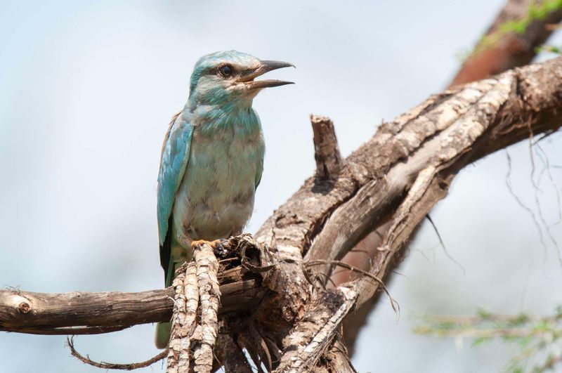 European Roller.   Kenya