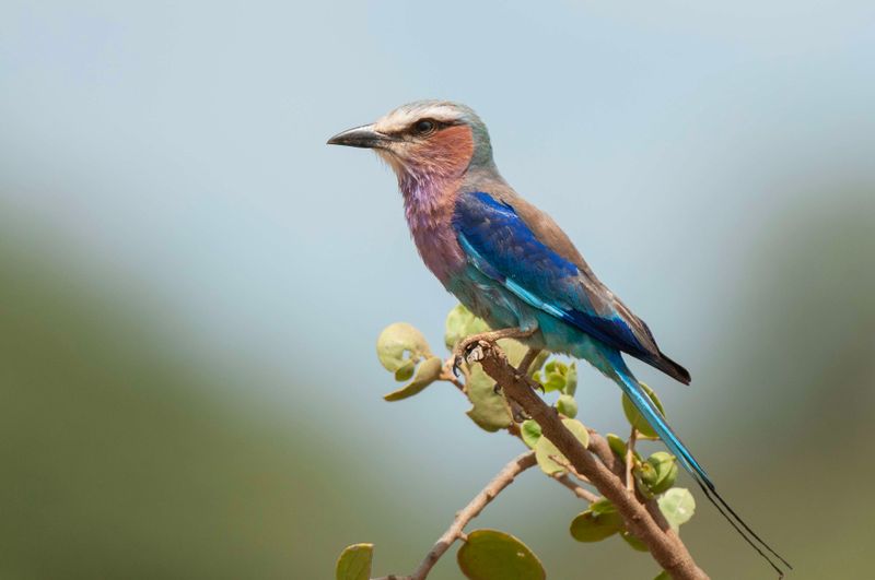 Lilac Breasted Roller.  Kenya