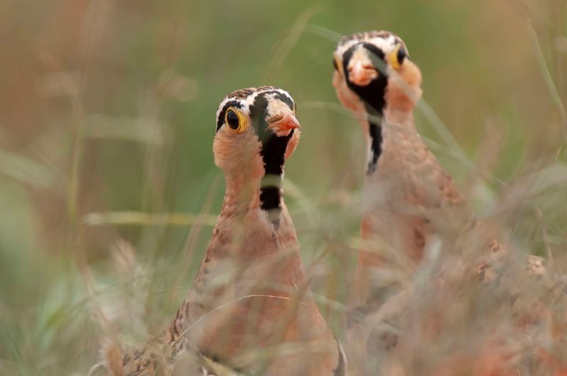 Black-faced Sandgrouse     Kenya