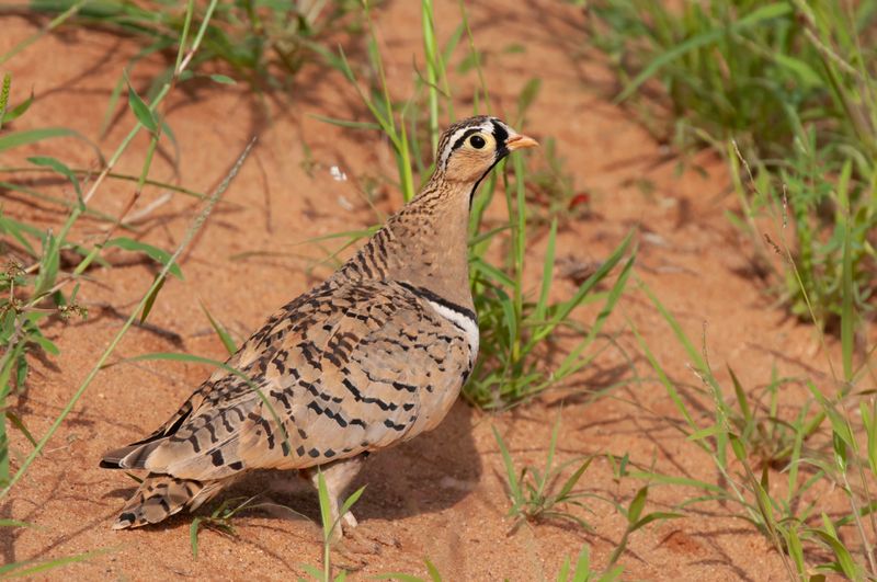 Black-faced Sandgrouse     Kenya