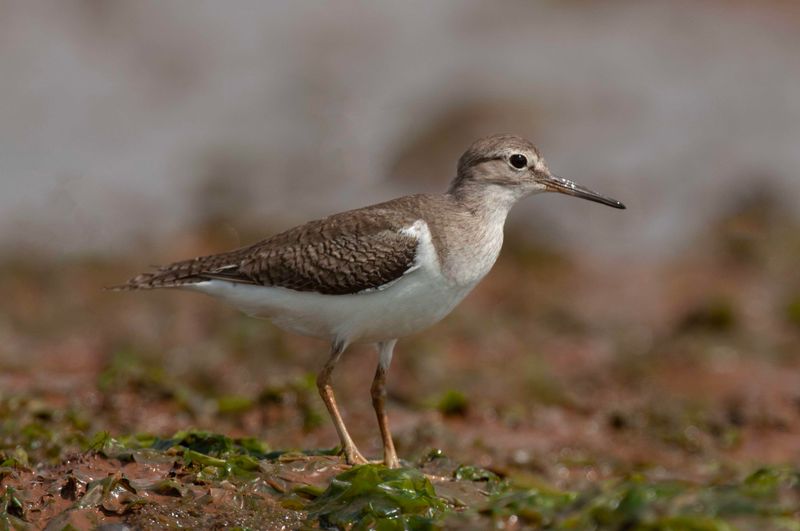 Common Sandpiper  Kenya