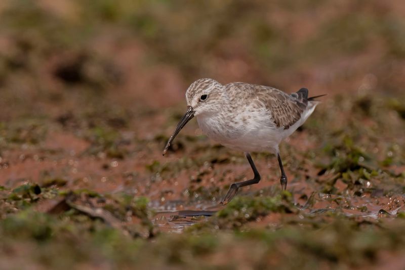 Curlew Sandpiper Kenya