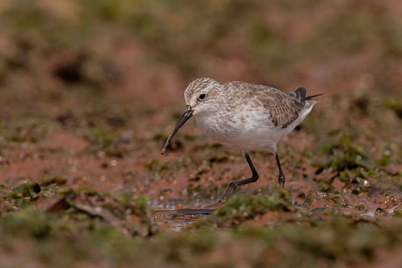 Curlew Sandpiper    Kenya