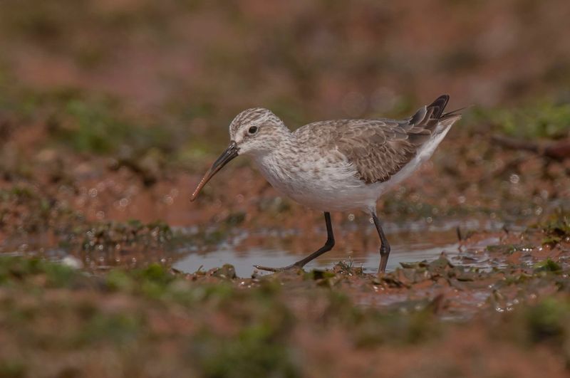 Curlew Sandpiper    Kenya