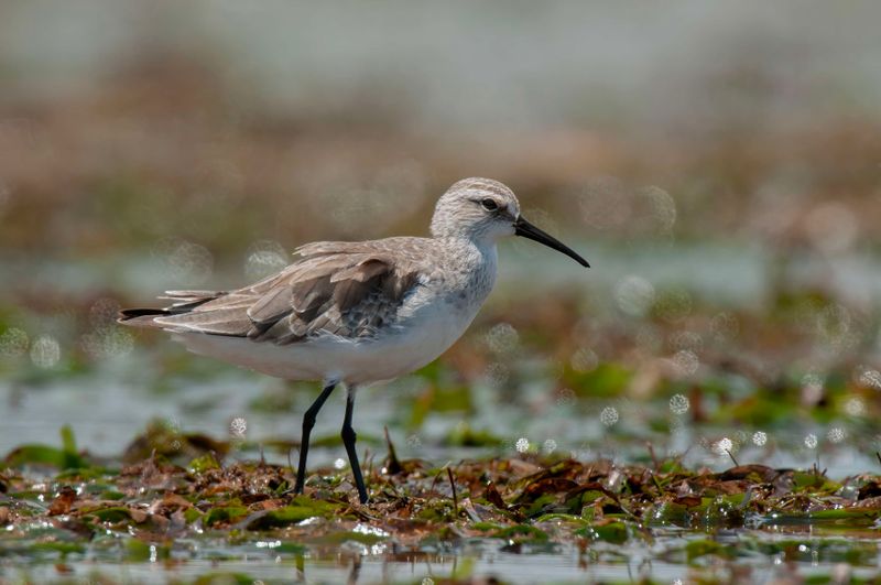 Curlew Sandpiper    Kenya