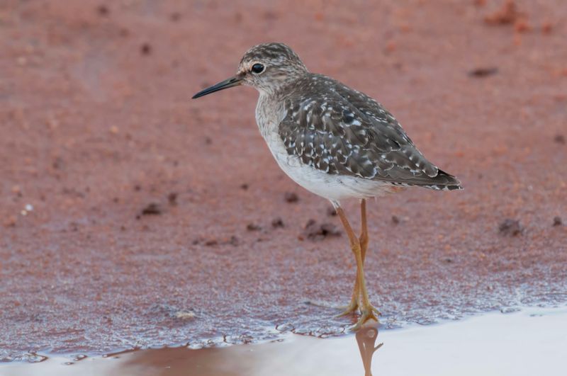 Wood Sandpiper.   Kenya