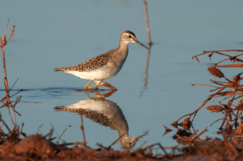 Wood Sandpiper.   Kenya