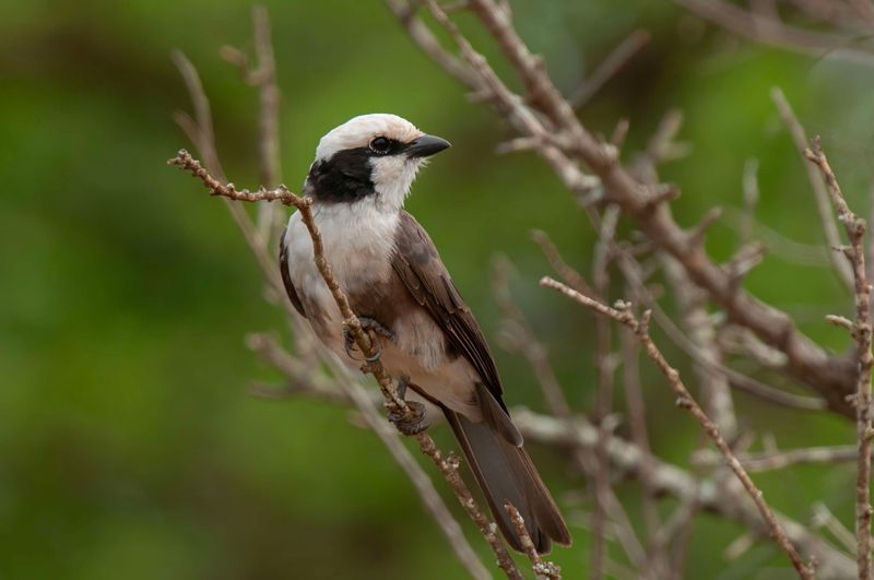 Northern White-crowned Shrike.     Kenya