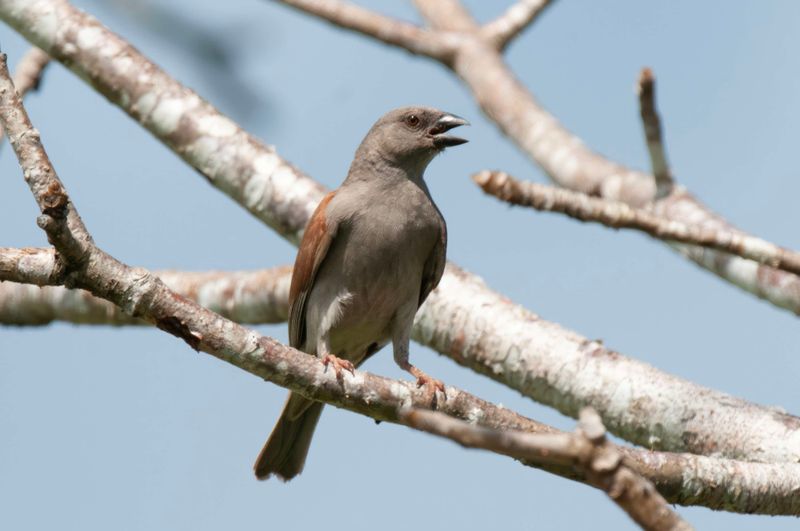 Northern Grey-headed Sparrow   Kenya