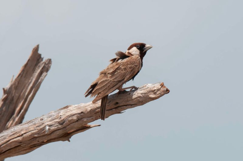Chestnut Headed Sparrow-Lark     Kenya