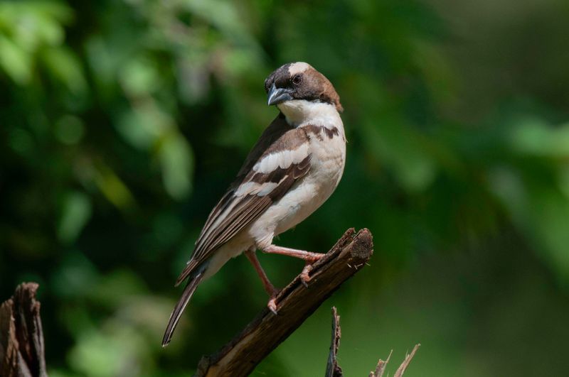 White-browed Sparrow-weaver.  Kenya