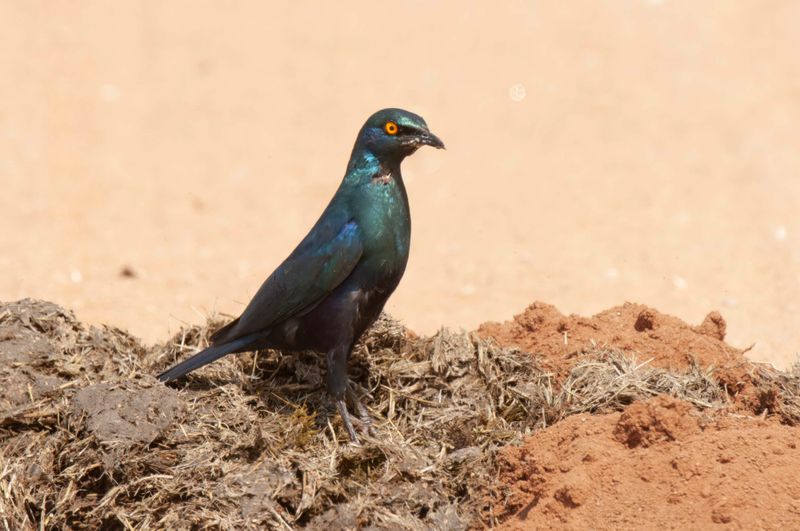 Black-bellied Starling    Kenya