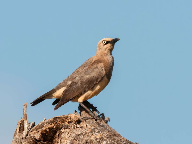 Fischer's Starling   Kenya