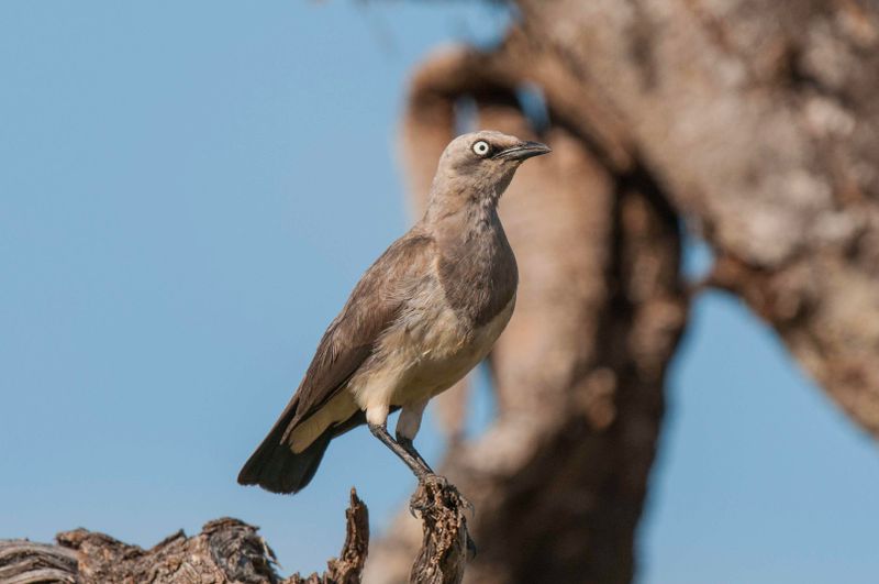 Fischer's Starling   Kenya