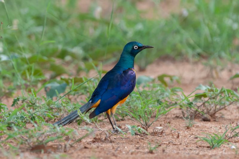 Golden-breasted Starling Kenya
