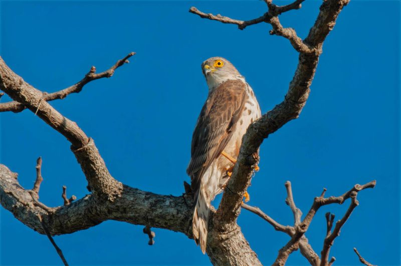 Little Sparrowhawk.  Kenya