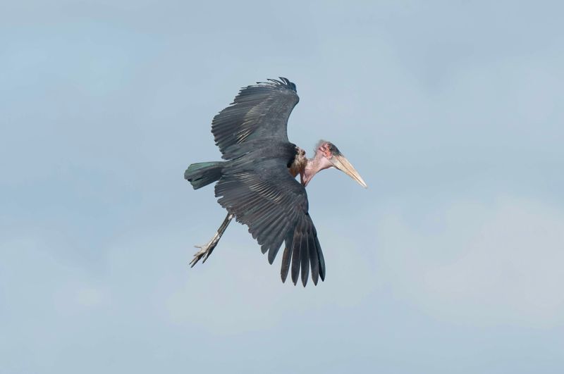 Maribou Stork.   Kenya