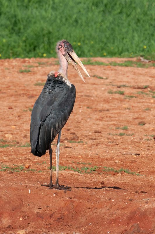 Maribou Stork.   Kenya