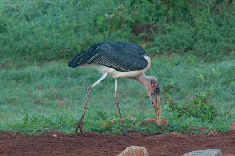 Maribou Stork.   Kenya