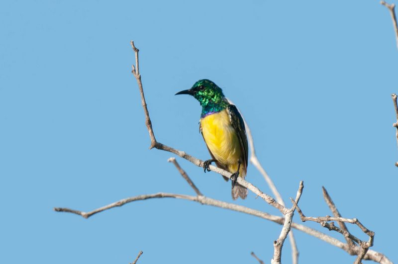 Collared Sunbird. Kenya