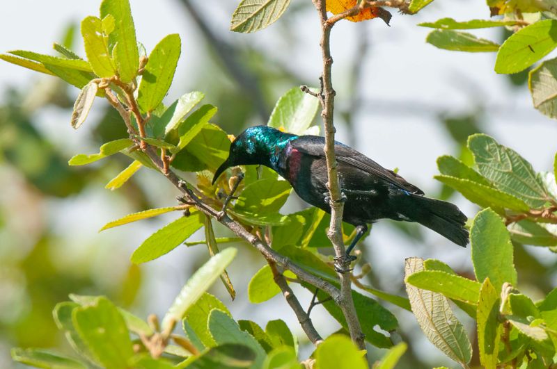 Sunbird,Purple-banded 