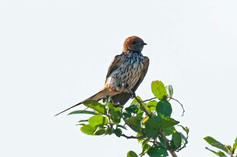 Lesser Striped Swallow    Kenya