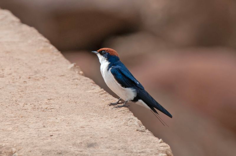 Wire -tailed Swallow     Kenya