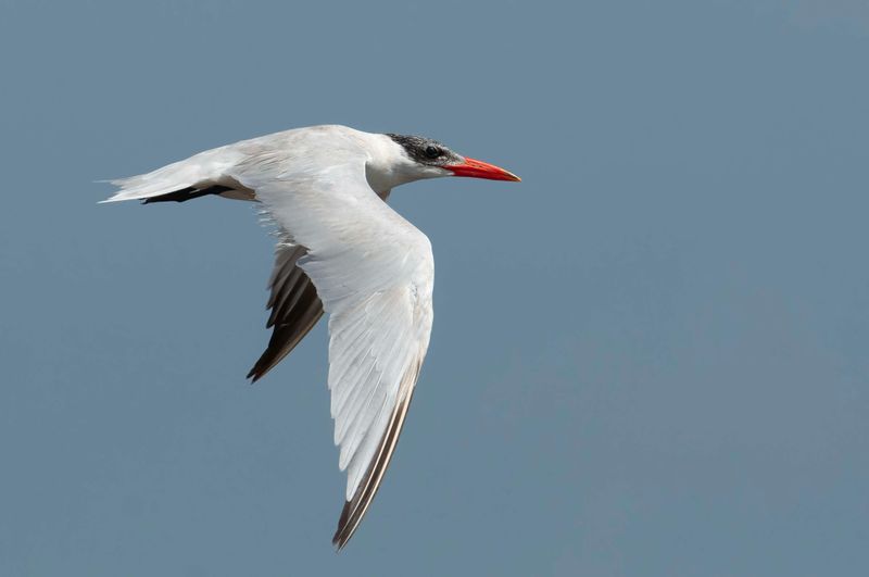 Caspian Tern.   Kenya