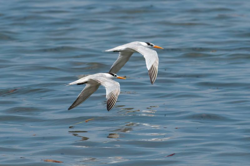 Lesser Crested Tern.   Kenya