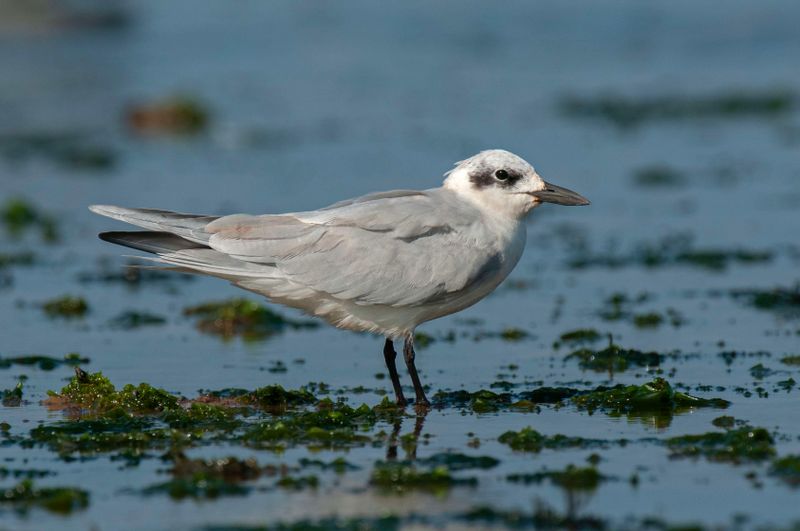 Gull-billed Tern. Kenya