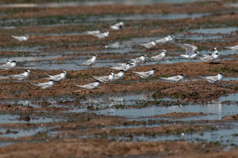 Saunders Tern Kenya