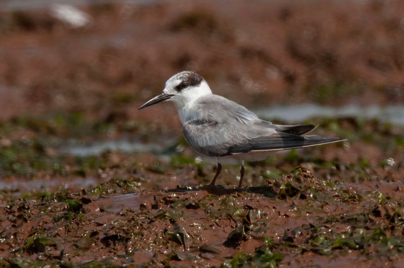 Saunders Tern Kenya